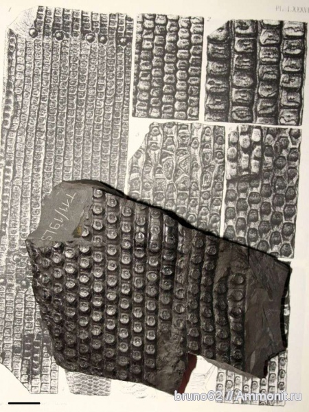 Carboniferous, Sigillaria, Bolsovian, France, plants from Liévin aera