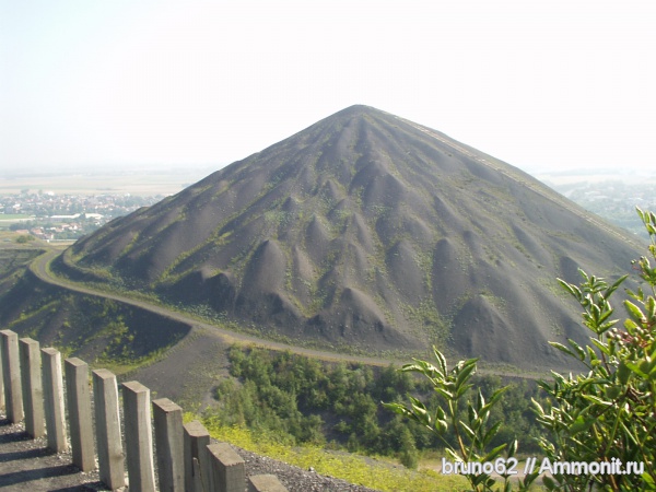 Carboniferous, Bolsovian, France, plants from Liévin aera