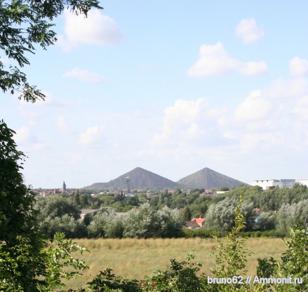 Carboniferous, Bolsovian, France, plants from Liévin aera
