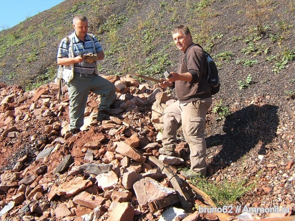 Carboniferous, Bolsovian, France, plants from Liévin aera