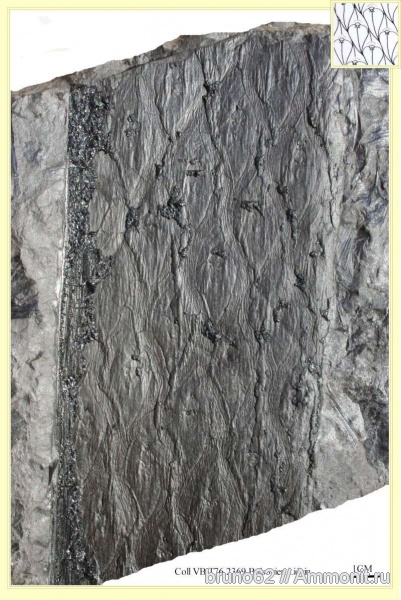 Carboniferous, Lepidodendron, Bolsovian, France, plants from Liévin aera