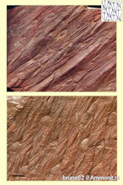 Carboniferous, Lepidodendron, Bolsovian, France, plants from Liévin aera