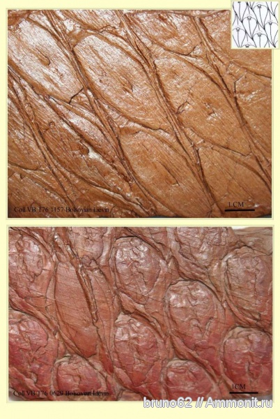 Carboniferous, Lepidodendron, Bolsovian, France, plants from Liévin aera, Aspidiaria