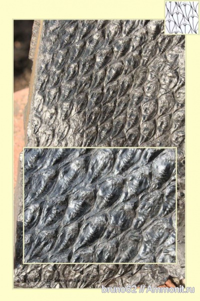 Carboniferous, Lepidodendron, Bolsovian, France, plants from Liévin aera