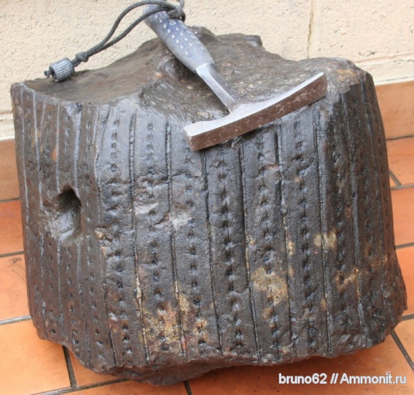 Carboniferous, Bolsovian, France, plants from Liévin aera