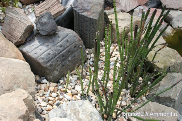 Carboniferous, Bolsovian, France, plants from Liévin aera