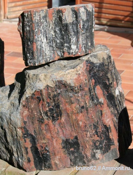 Carboniferous, Bolsovian, France, plants from Liévin aera