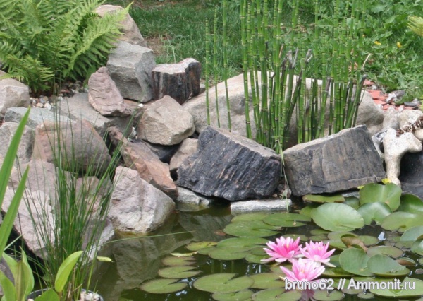Carboniferous, Bolsovian, France, plants from Liévin aera