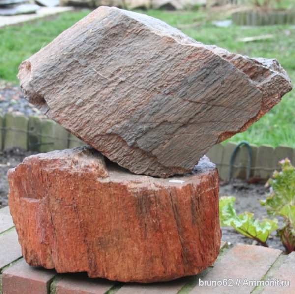 Carboniferous, Bolsovian, France, plants from Liévin aera