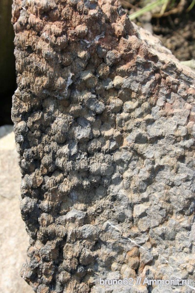 Carboniferous, Bolsovian, France, plants from Liévin aera