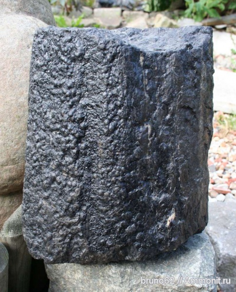 Carboniferous, Bolsovian, France, plants from Liévin aera