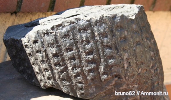Carboniferous, Sigillaria, Bolsovian, France, plants from Liévin aera