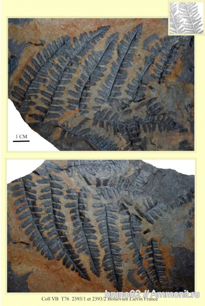 Carboniferous, Pecopteris, Bolsovian, France, plants from Liévin aera, Lobatopteris