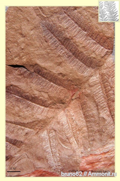Carboniferous, Pecopteris, Bolsovian, France, plants from Liévin aera