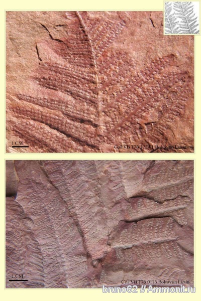 Carboniferous, Pecopteris, Bolsovian, France, plants from Liévin aera