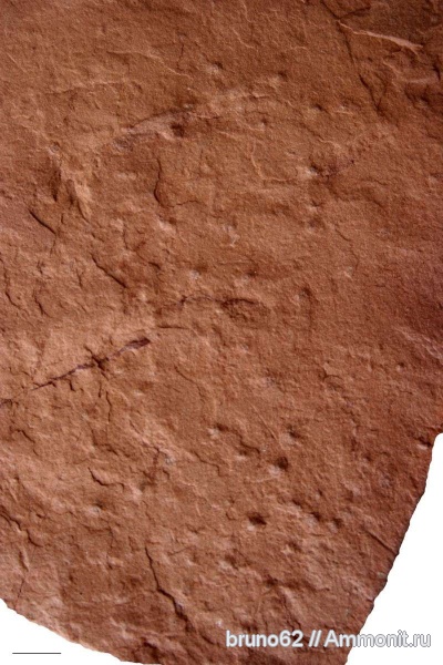 Carboniferous, Bolsovian, France, plants from Liévin aera