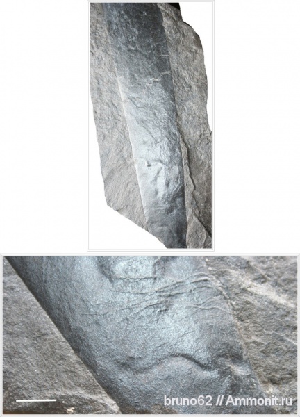 Carboniferous, Bolsovian, France, plants from Liévin aera
