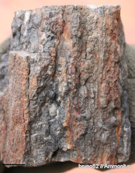 Carboniferous, Bolsovian, France, plants from Liévin aera