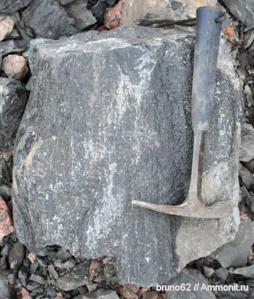 Carboniferous, Bolsovian, France, plants from Liévin aera