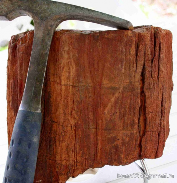 Carboniferous, Bolsovian, France, plants from Liévin aera