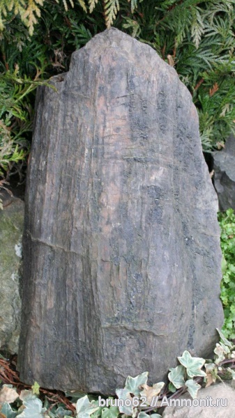 Carboniferous, Bolsovian, France, plants from Liévin aera