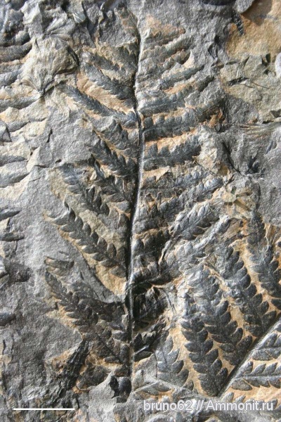 Carboniferous, Pecopteris, Bolsovian, France, plants from Liévin aera