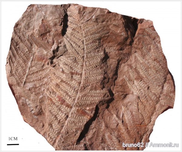 Carboniferous, Pecopteris, Bolsovian, France, plants from Liévin aera