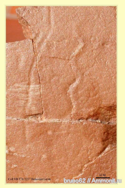 Carboniferous fauna from Liévin