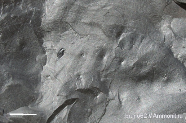 Carboniferous fauna from Liévin