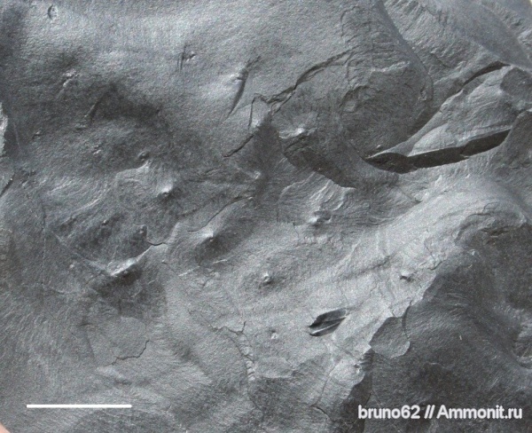 Carboniferous fauna from Liévin