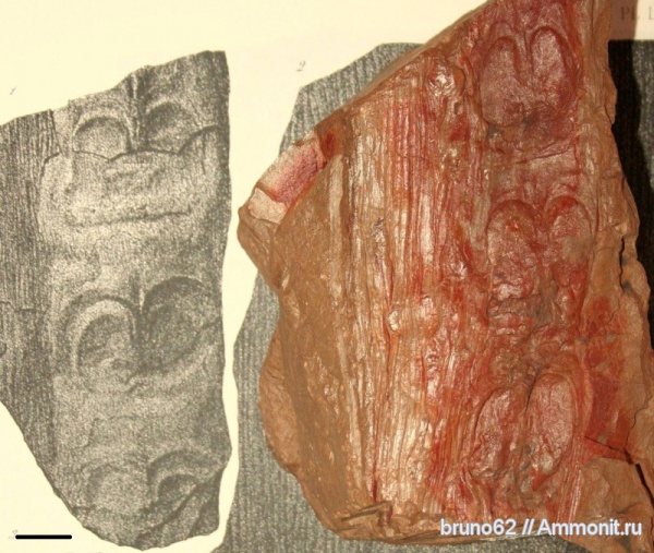 Carboniferous, Megaphyton, Bolsovian, France, plants from Liévin aera