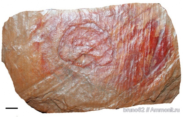 Carboniferous, Megaphyton, Bolsovian, France, plants from Liévin aera