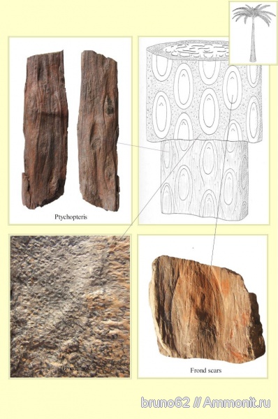 Carboniferous, Bolsovian, France, plants from Liévin aera, Ptychopteris