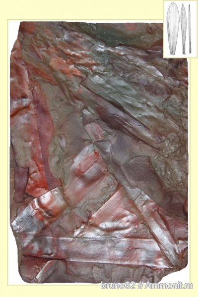 Carboniferous, Cordaites, Bolsovian, France, plants from Liévin aera