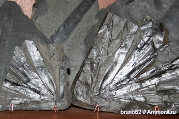 Carboniferous, Cordaites, Bolsovian, France, plants from Liévin aera