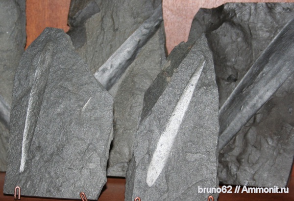 Carboniferous, Cordaites, Bolsovian, France, plants from Liévin aera