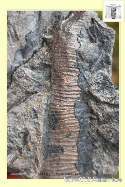 Carboniferous, Artisia, Bolsovian, France, plants from Liévin aera