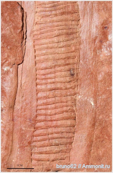 Carboniferous, Artisia, Bolsovian, France, plants from Liévin aera
