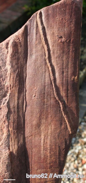 Carboniferous, Cordaites, Bolsovian, France, plants from Liévin aera