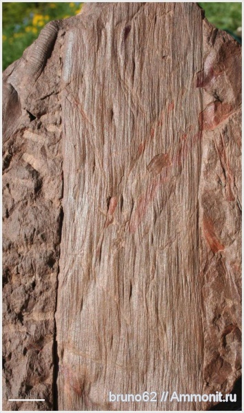 Carboniferous, Cordaites, Bolsovian, France, plants from Liévin aera