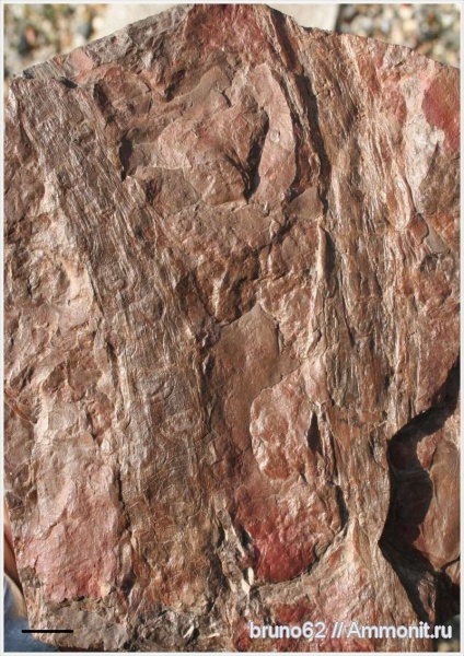 Carboniferous, Cordaicladus, Bolsovian, France, plants from Liévin aera