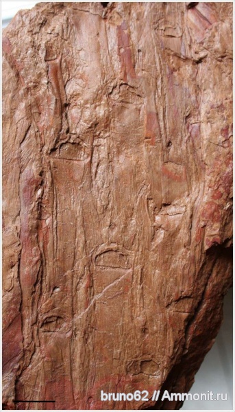 Carboniferous, Cordaicladus, Bolsovian, France, plants from Liévin aera