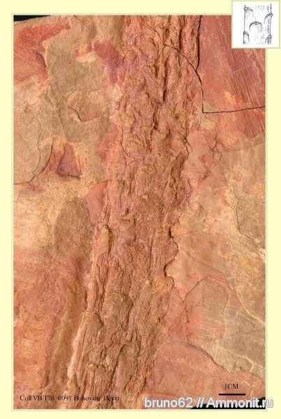 Carboniferous, Cordaicladus, Bolsovian, France, plants from Liévin aera