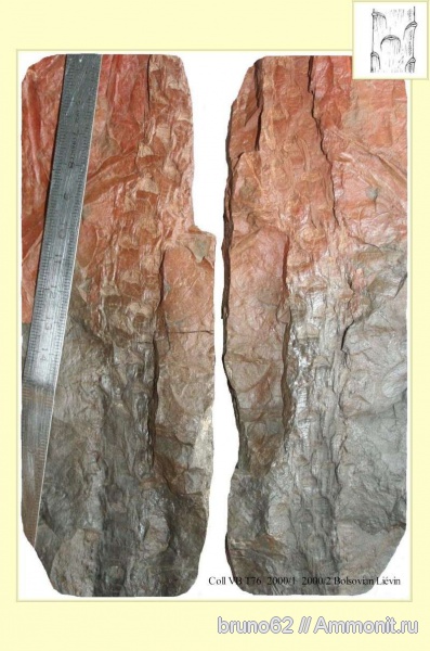 Carboniferous, Cordaicladus, Bolsovian, France, plants from Liévin aera