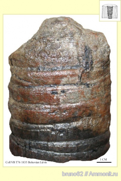 Carboniferous, Artisia, Bolsovian, France, plants from Liévin aera