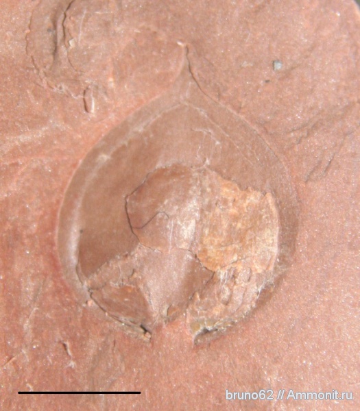 Carboniferous, Cardiocarpus, Bolsovian, France, plants from Liévin aera