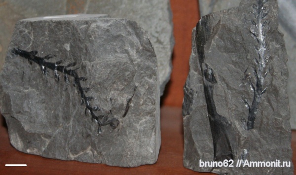 Carboniferous, Cordaianthus, Bolsovian, France, plants from Liévin aera