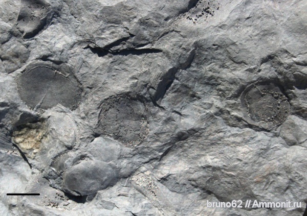 Carboniferous, Cardiocarpus, Bolsovian, France, plants from Liévin aera