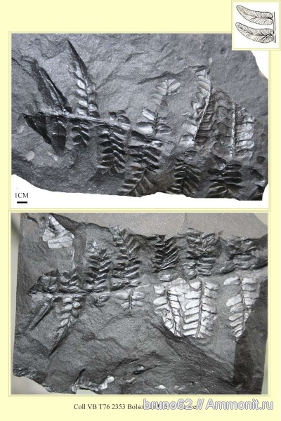 Carboniferous, Neuropteris tenuifolia, Neuropteris, Bolsovian, France, plants from Liévin aera