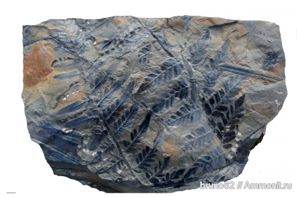 Carboniferous, Neuropteris tenuifolia, Neuropteris, Bolsovian, France, plants from Liévin aera